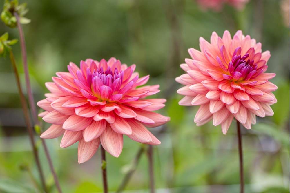Dahlia 'Dutch Pearl'